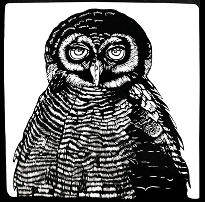 brown owl balck and white